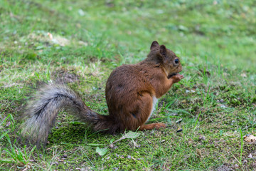 Little red squirrel nibbles nuts on the grass in a summer forest glade