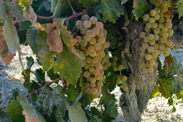 Ripe white grape growing in vineyard in Andalusia, Spain, sweet pedro ximenes or muscat, or...