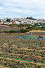 Obraz premium Montemayor, sun drying of sweet pedro ximenez or muscat grapes on winery fields, used for production of sweet sherry wines pedro ximenez and muscat, Jerez la Frontera and Montilla, Andalusia, Spain