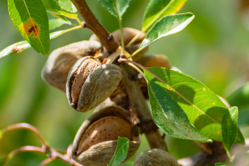 Ripe almonds nuts on almond tree ready to harvest