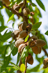Ripe almonds nuts on almond tree ready to harvest