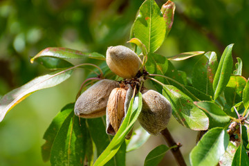 Ripe almonds nuts on almond tree ready to harvest