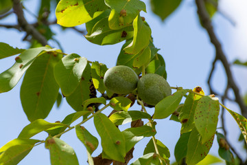 Fototapeta premium Green unripe walnuts on walnut tree