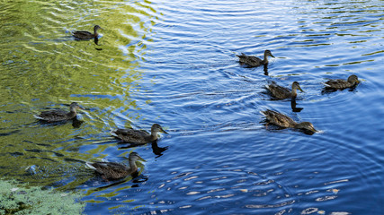Ducks swim