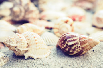 Seashells on the sand, summer beach background travel concept with copy space for text.