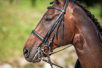 Obraz premium Portrait of a sports red horse with a bridle.