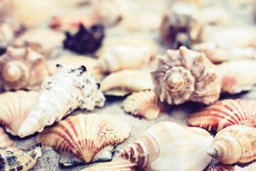 Seashells on the sand, summer beach background travel concept with copy space for text.
