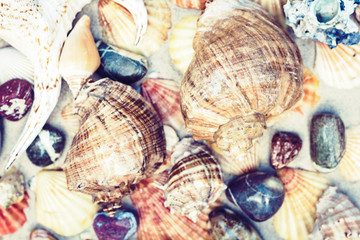 Seashells and stones on the sand, summer beach background travel concept with copy space for text.