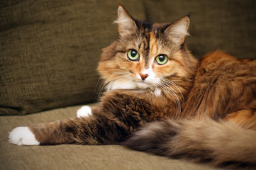 Fototapeta premium Adult cat. Beautiful multi-color coat. The cat is lying on the couch.