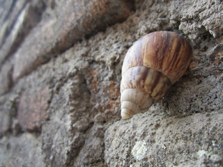 Fototapeta na wymiar snail on stone