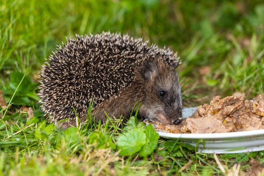 Igel wird im Garten gef&uuml;ttert