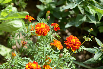 Bright marigolds bloom in the summer garden on a sunny day