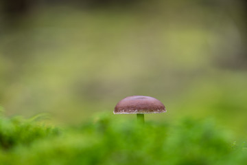 Closeup mushroom in lush forest - 289799466