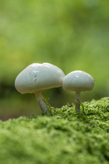 Closeup mushroom in lush forest - 289799609