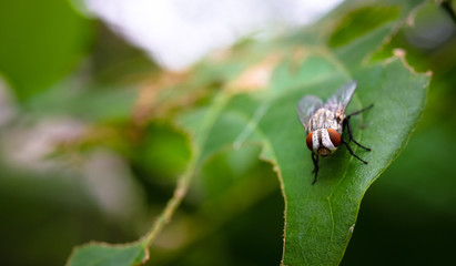 close up macro of common fly or housefly