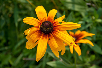 Rudbeckia