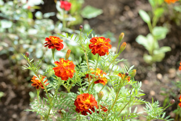 Bright marigolds bloom in the summer garden on a sunny day