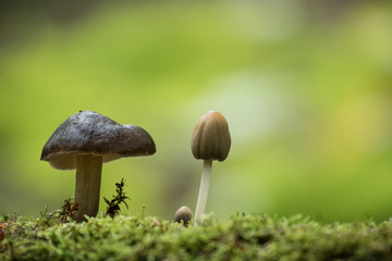 Closeup mushroom in lush forest - 289799813