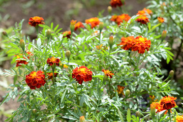 Bright marigolds bloom in the summer garden on a sunny day