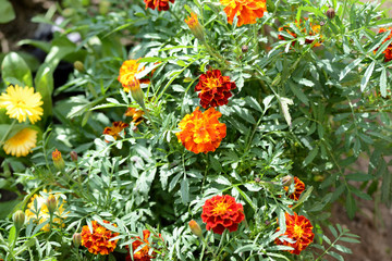 Bright marigolds bloom in the summer garden on a sunny day