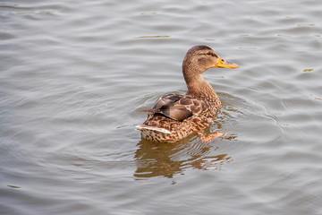 A duck swims