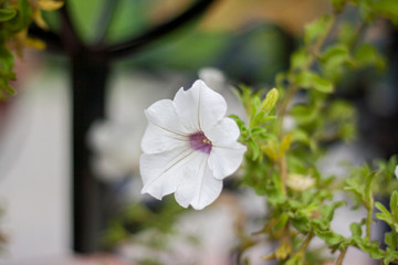 Evening primrose. Moonflower.