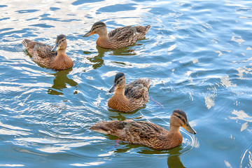 Ducks swim