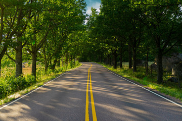 Fototapeta premium Road to Summer