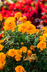 flowers in the garden