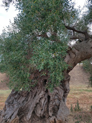  Italian olive plantation. Old olive tree trunk, roots and brunches.