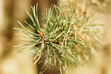 Naklejka na ściany i meble Closeup picture of a pine tree branch