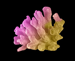 Coral isolated on black background © Dmitry