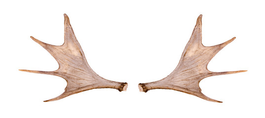 Moose antler isolated on the white background