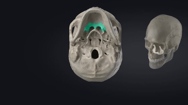 Skull - cranium - educational video without labels part 2