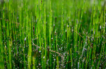 Horsetail In Closeup