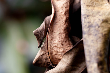 leaf autumn nature forest texture