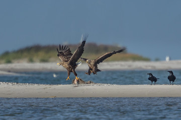seeadler am meer