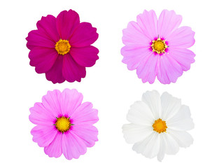 Fototapeta premium Set of cosmos flowers isolated on white backgruoud.