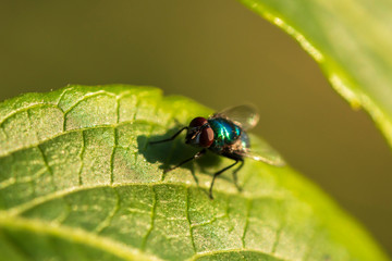 eine Fliege mit glänzenden blauen Körper auf einem Blatt