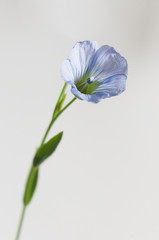 Fototapeta na wymiar Flax (Linum usitatissimum) flowers