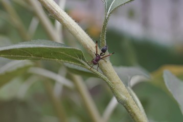 Close up macro a brown ant insect on a branch tree.