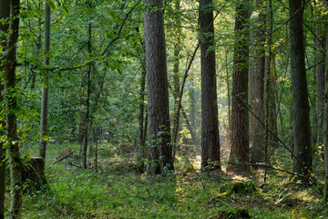 Misty morning mixed tree stand