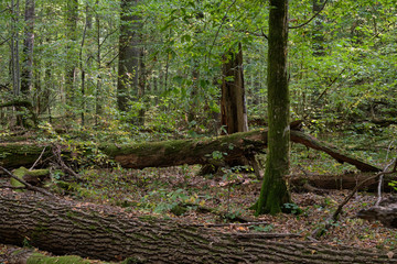 Oak tree broken lying over ground