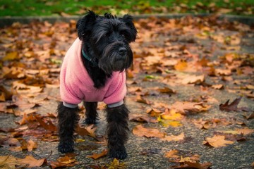 dog with coat in the autumn with dry leaves