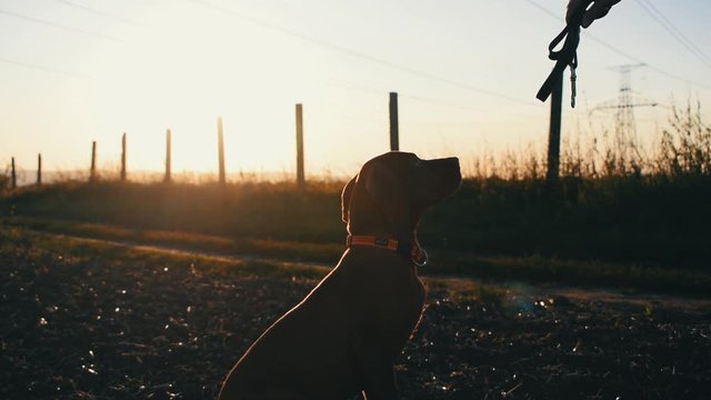 A young dog is being trained by his owner, sitting at attention and obeying commands. Silhouetted sunset shot with cinematic and emotional feel. filmed in slow motion.