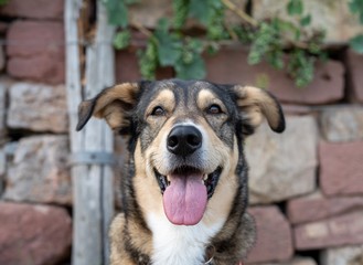lachender Hund vor Steinmauer