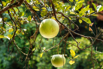 Green grapefruit on a tree branch
