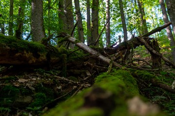 Wald mit umgestürtzem Baum und Moos
