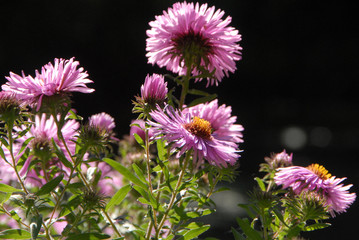 Obraz premium Garden of Monet