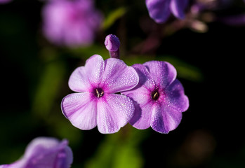 Floral phlox background. Lilac flowers phlox with drops  water blooming in the summer in the garden